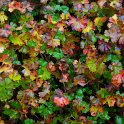 Geranium dalmaticum automne